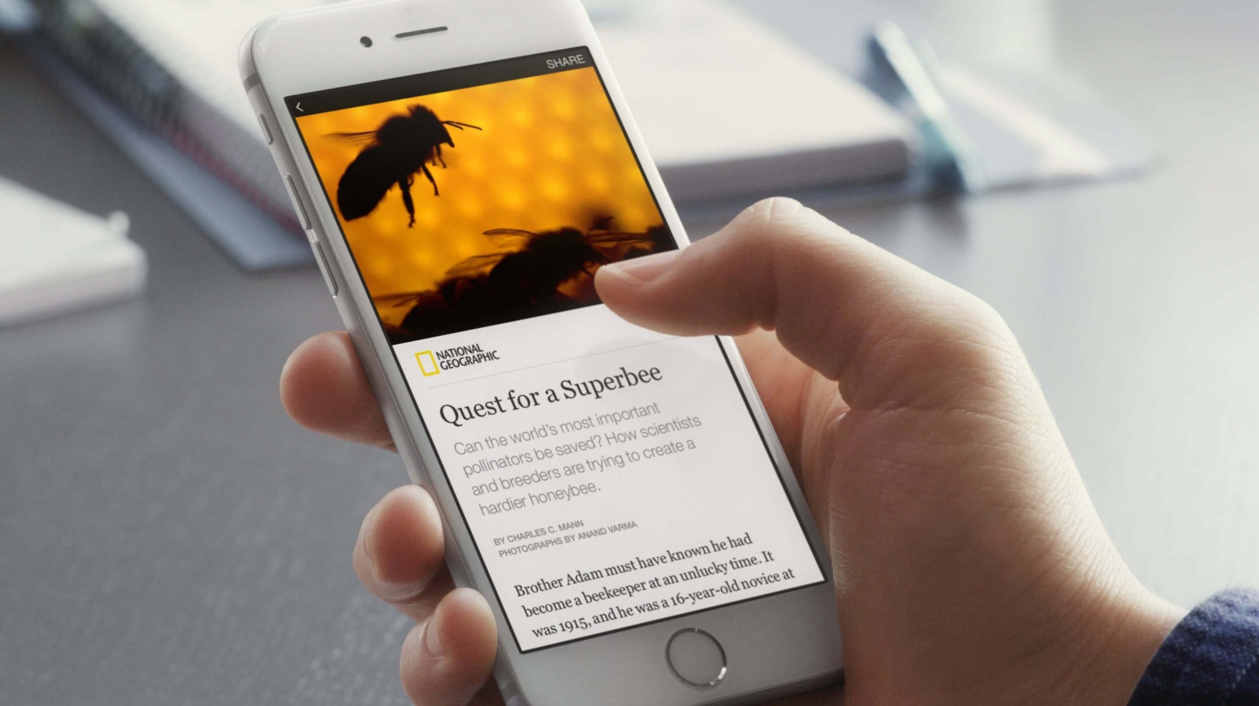 Hand holding smartphone displaying a National Geographic article titled "Quest for a Superbee" with bee images.