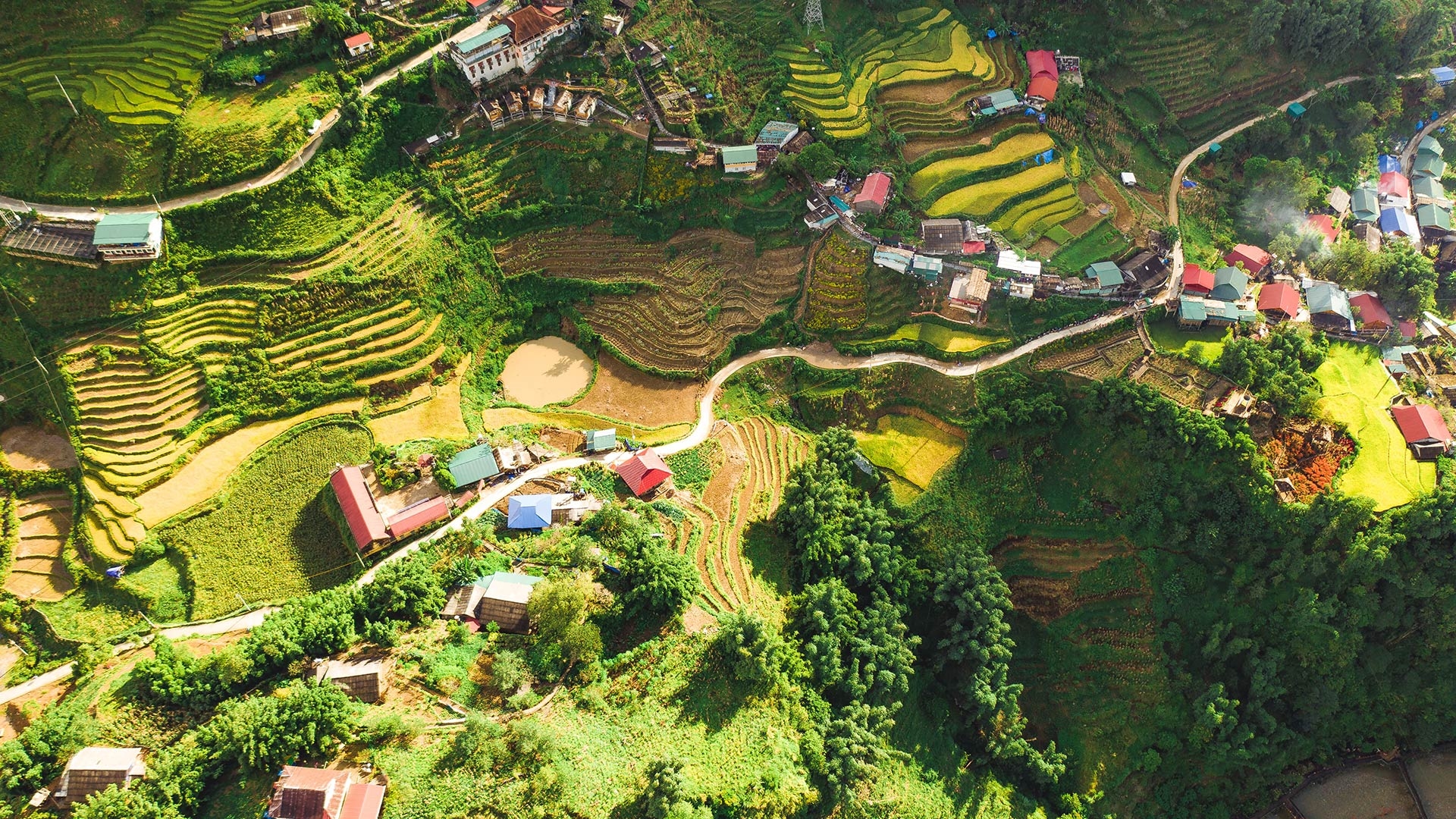 Aerial view of green and yellow rice terraces with scattered houses and winding roads.